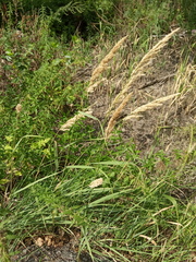 Calamagrostis epigejos