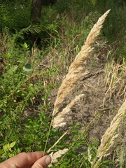 Calamagrostis epigejos