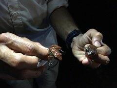 Eleutherodactylus richmondi
