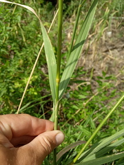 Calamagrostis epigejos