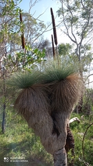 Xanthorrhoea quadrangulata