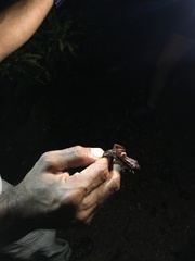 Eleutherodactylus richmondi
