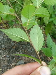 Ulmus pumila