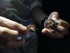 Eleutherodactylus richmondi