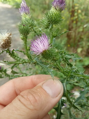 Carduus acanthoides