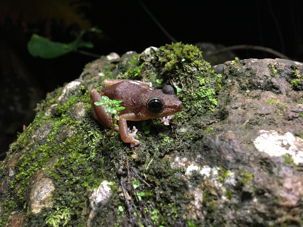 Cook's Robber Frog