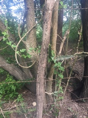 Cocculus diversifolius