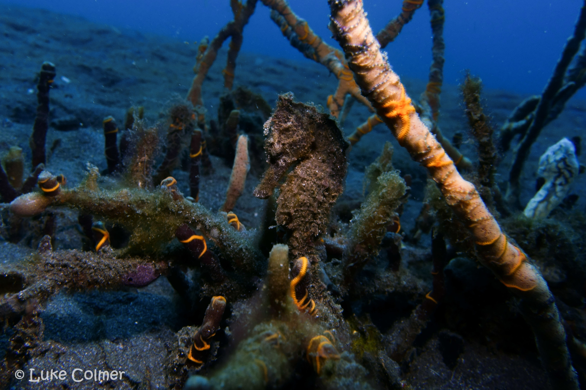 File:Cavalo Marinho (Hippocampus) - Aquário de São Paulo - panoramio.jpg -  Wikimedia Commons