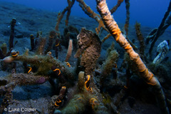 Spotted Seahorse photo 2