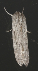 Capusa senilis