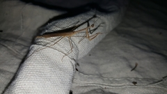 Bistanta mexicana