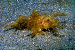 Pteroidichthys amboinensis