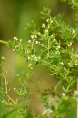 Galium asprellum