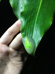 Gaeotis nigrolineata