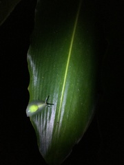 Gaeotis nigrolineata