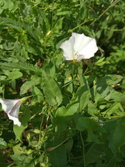 Convolvulus arvensis