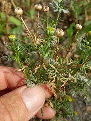 Matricaria discoidea