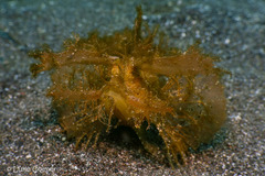 Pteroidichthys amboinensis