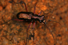 Heptodonta posticalis