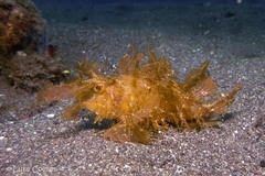 Pteroidichthys amboinensis