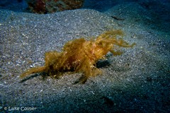 Pteroidichthys amboinensis