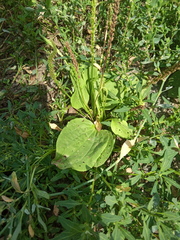 Plantago major
