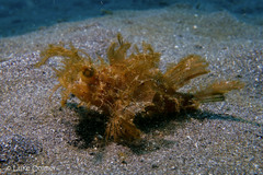 Pteroidichthys amboinensis