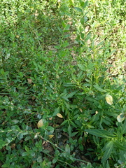 Polygonum aviculare