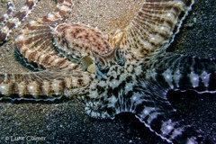 Thaumoctopus mimicus