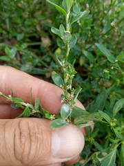 Polygonum aviculare