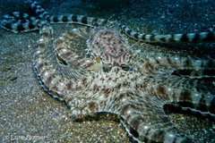 Thaumoctopus mimicus