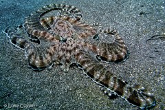 Thaumoctopus mimicus