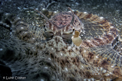 Thaumoctopus mimicus