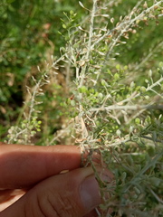 Lepidium ruderale