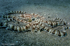 Thaumoctopus mimicus