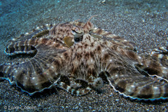 Thaumoctopus mimicus