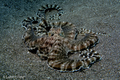 Thaumoctopus mimicus