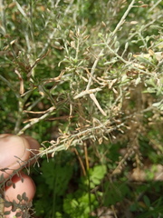 Lepidium ruderale