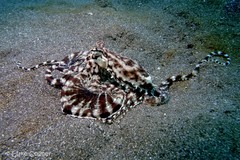 Thaumoctopus mimicus