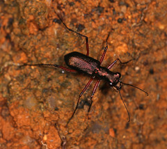 Heptodonta posticalis