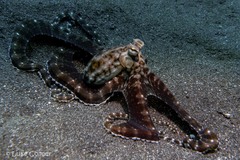 Thaumoctopus mimicus