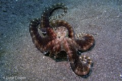 Thaumoctopus mimicus