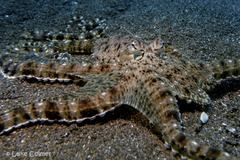Thaumoctopus mimicus