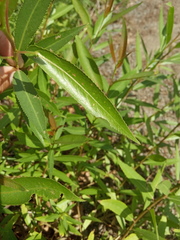 Salix triandra