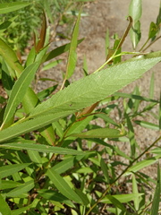 Salix triandra