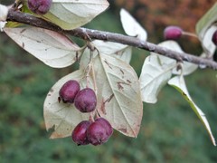 Cotoneaster zabelii