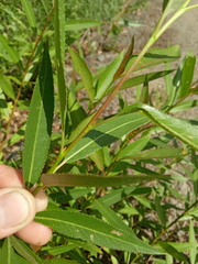 Salix triandra
