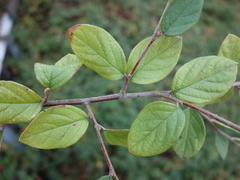 Cotoneaster zabelii