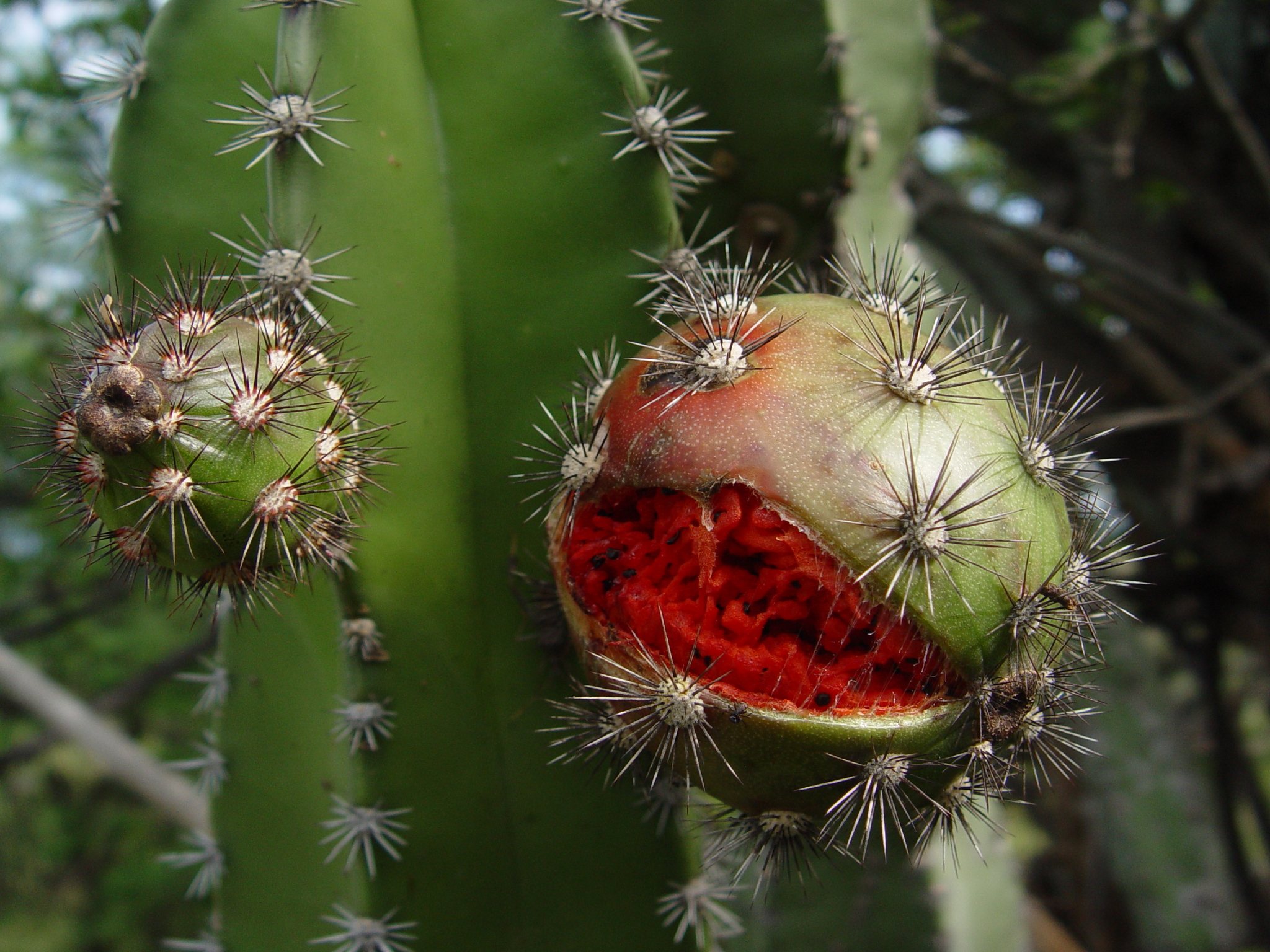Stenocereus fricii