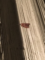 Cenopis diluticostana